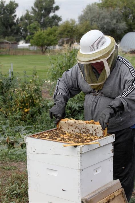 A Bee Keeper Harvesting Honey from a Hive. Editorial Photo - Image of ...