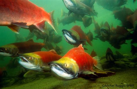 Massive decline in migratory fish threatens livelihoods of hundreds of ...