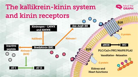 Cell signaling pathways step-by-step