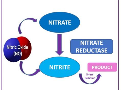 Nitrate Vs Nitrite