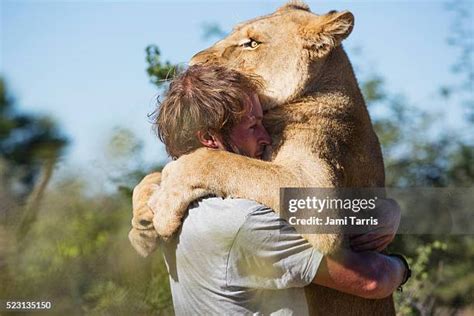 574 Lion Hug Stock Photos, High-Res Pictures, and Images - Getty Images