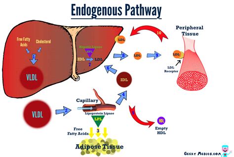 Endogenous Meaning in Malayalam : Endogenous in Malayalam : Malayalam ...