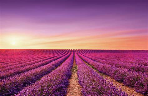 Lavender fields at sunset. Provence, France Photograph by Stefano ...