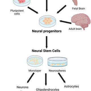 The use of stem cells in the treatment of neurodegenerative diseases ...