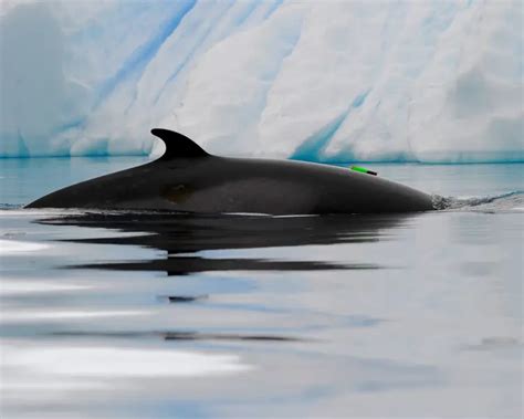 Antarctic Minke Whale | Zoopedia Wiki | Fandom