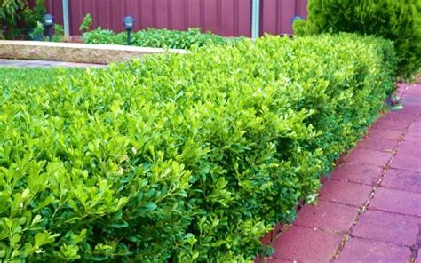 Japanese Boxwood - 2.5 Quart - Shrub, Perennial - Boxwood Shrubs ...