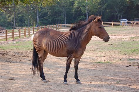 Yes, a Zorse, a Cross Between a Horse and Zebra, is Real