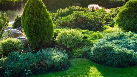 27 Evergreen Shrubs That Look Good Year-Round