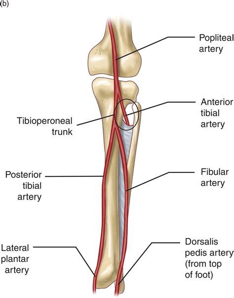 Popliteal Artery Anatomy Branches Location And Course