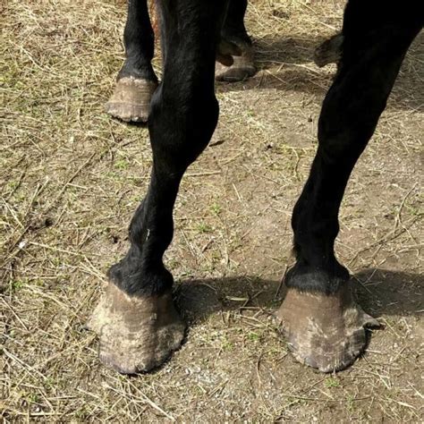 Supportive Laminitis Treatment - Hugo’s Road To Recovery