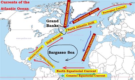 North Atlantic Ocean Currents Map - ocean wildlife