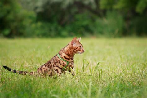 All About The Bengal Cat Breed→Size, Appearance & Personality