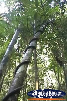 RAINFOREST IN FRASER ISLAND PHOTOGRAPH, RAINFOREST IN FRASER ISLAND ...