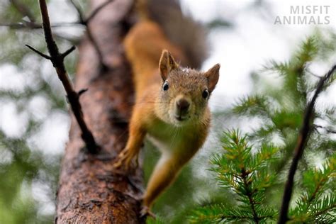 Squirrels Climbing Trees: How Do Squirrels Climb?