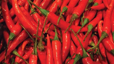 Tabasco | plant cultivar, Capsicum frutescens | Britannica