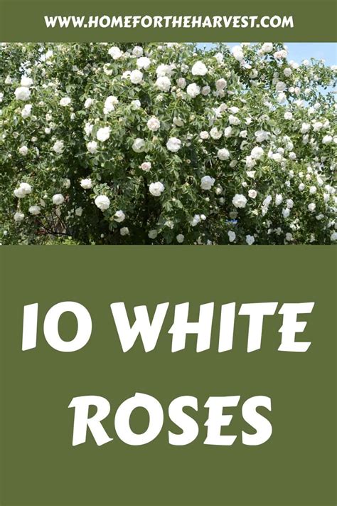 10 white roses to grow 🌹🍃 Best varieties to add elegance to your garden