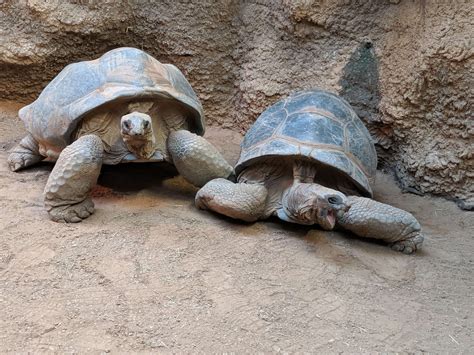 Aldabra Tortoise – Clyde Peeling's Reptiland