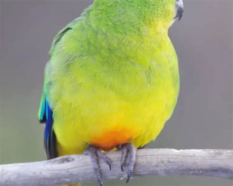 Orange-bellied parrot - Facts, Diet, Habitat & Pictures on Animalia.bio