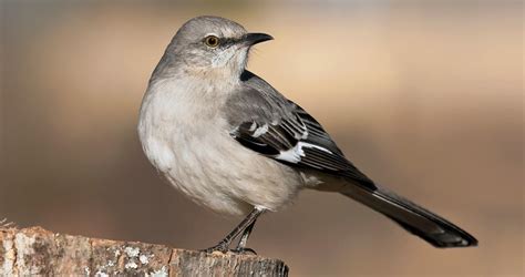 Northern Mockingbird Identification, All About Birds, Cornell Lab of ...