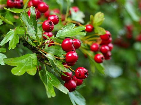 14 Proven Health Benefits of Eating Hawthorn Berry - How To Ripe