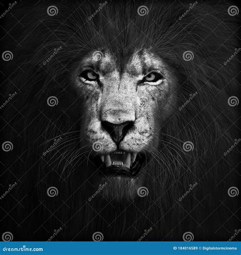 Lion Angry Black And White