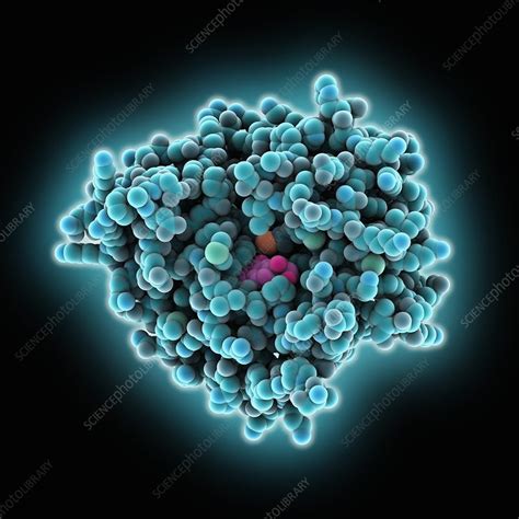 Tryptophan hydroxylase molecule - Stock Image - C025/1760 - Science ...