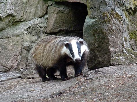 Eurasian Badger - Animal of the world Wiki