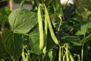 14 Best Sweet Potato Companion Plants {They're Amazing}