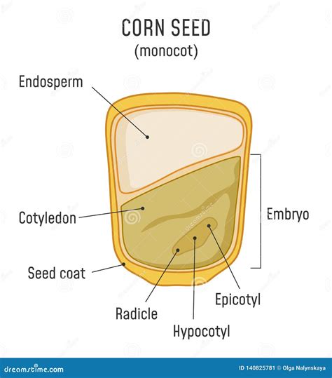 Seed Corn Grain Labeled