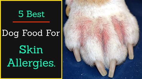 Say Goodbye to Skin Allergies in Your Dog with These Top 10 Foods ...