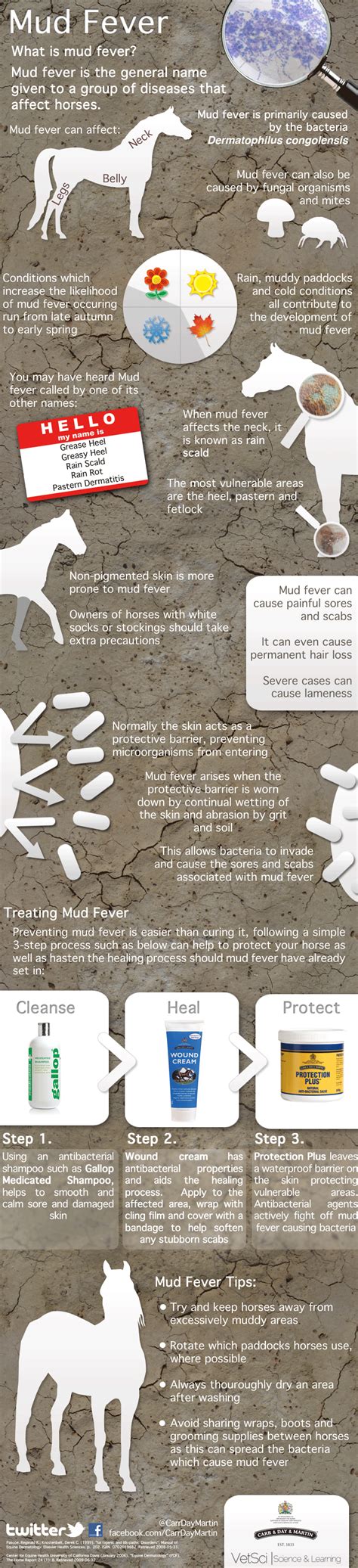 Mud Fever in Horses - Infographic | VetSci