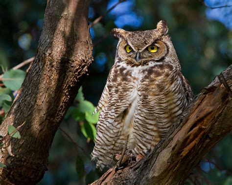 Can You Recognize the Call of a Great Horned Owl? | Audubon