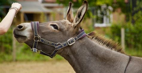 486 Diverse Mule Names for Your Horse-Donkey Cross Pet