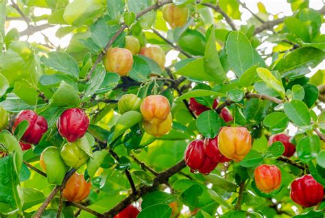 Barbados Cherry | Tropical Fruit Tree | Sow Exotic