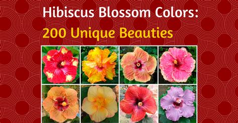 Hibiscus Blossom Colors: 200 Unique Beauties