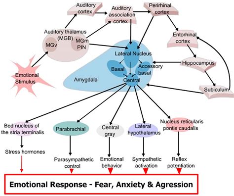 Amygdala function, location & what happens when amygdala is damaged