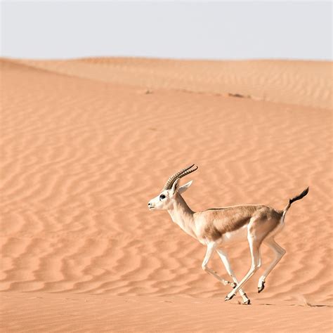 Desert Animals For Kids: List With Pictures & Facts. Desert Adaptations