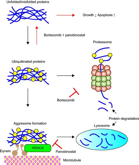 Histone deacetylase inhibitors in cancer therapy | Astral Projection