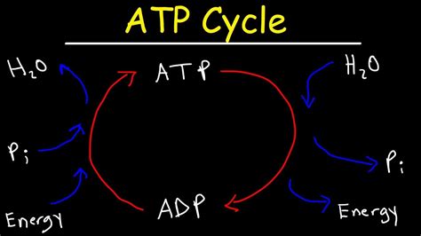 Diagram Of Atp Cycle