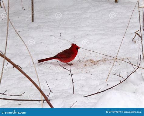 Cardinal Bird at Winter stock image. Image of snow, animal - 271319849