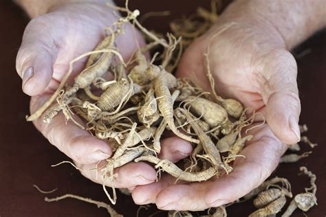 How to Use Dried Ginseng Root | Healthfully