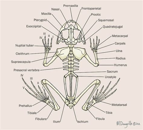 ADW: frog_skeleton.jpg