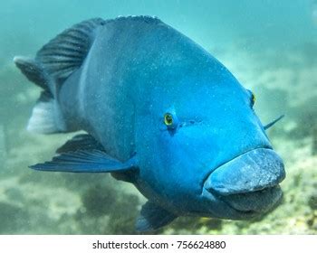 186 Blue groper Images, Stock Photos & Vectors | Shutterstock