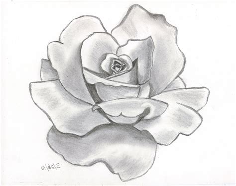 Pencil Sketch Pictures Of Flowers at PaintingValley.com | Explore ...