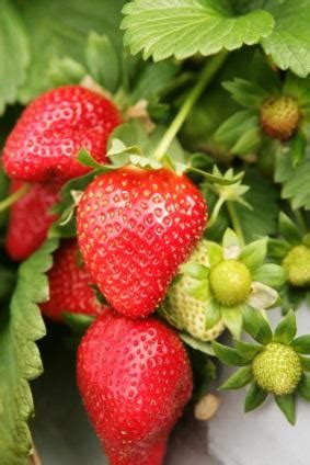 Organic Strawberry Plants | LoveToKnow