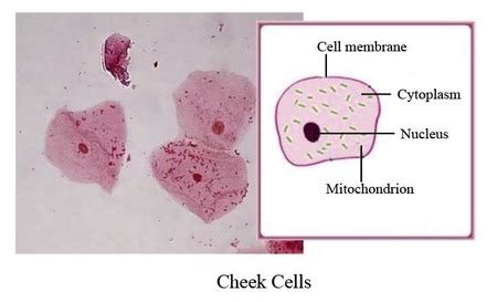 Human Cheek Cells Under A Microscope