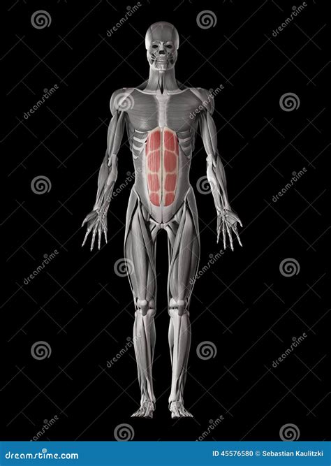 The rectus abdominis stock illustration. Illustration of physiology ...