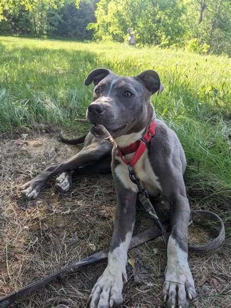 Dog for Adoption - Bluey, a American Staffordshire Terrier in ...