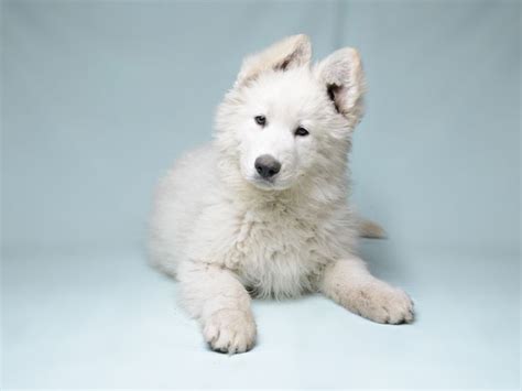 White Swiss Shepherd Dog Puppies For Sale | Euro Puppy