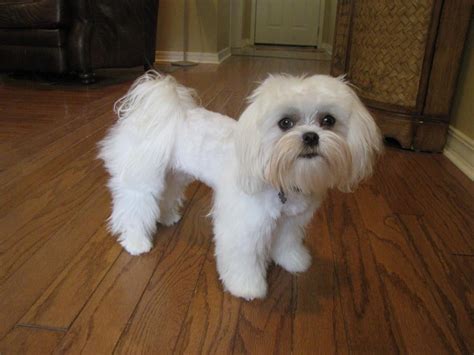 Riley's new haircut! - Maltese Dogs Forum : Spoiled Maltese Forums